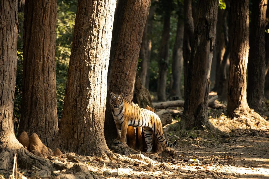 SUNDERBANS SANCTUARY